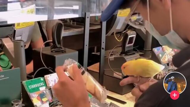 Joven lleva a su periquita a Starbucks