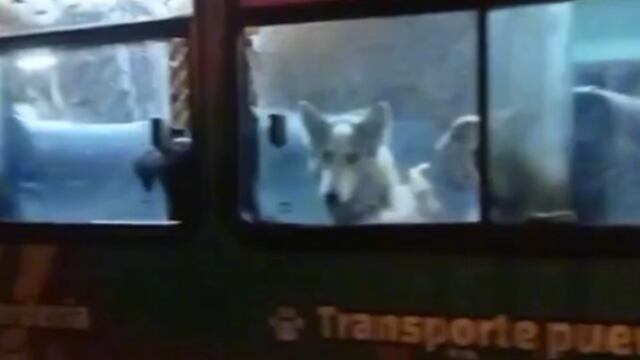 Camión que lleva a los perros