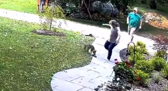 Mujer pelea con zorro