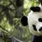 ¿Dónde vive el oso panda? Conoce sus características y más curiosidades