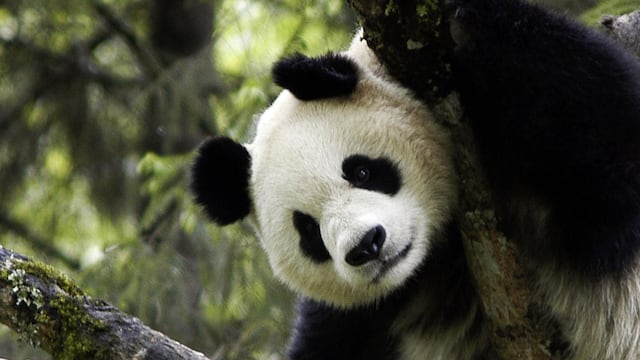 Oso panda