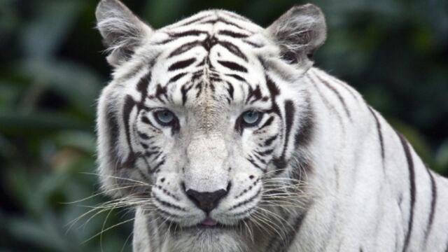 Ojalá que tampoco El Tigre  nos decepcione; que no nos salga de papel. Que así sea.