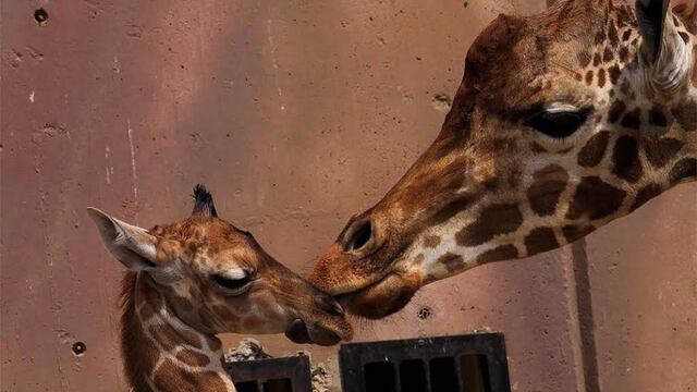 Jirafa nace en Zoológico de Aragón