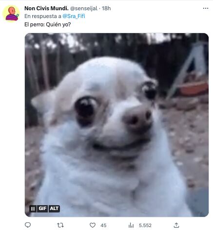 Perro se fue de vago, lo acusan