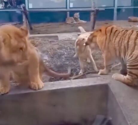 perro se pone a jugar con tigres