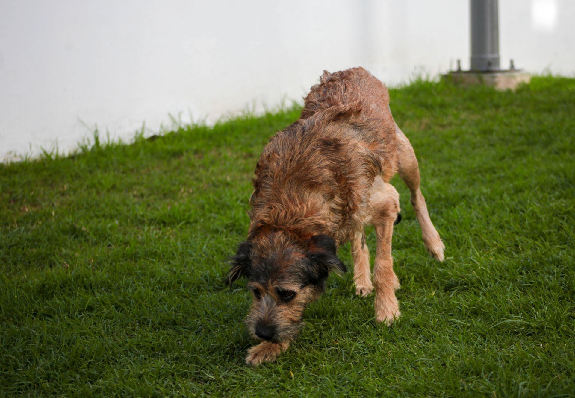 Sigue sin resolverse el caso de los perritos asesinados en Xochimilco