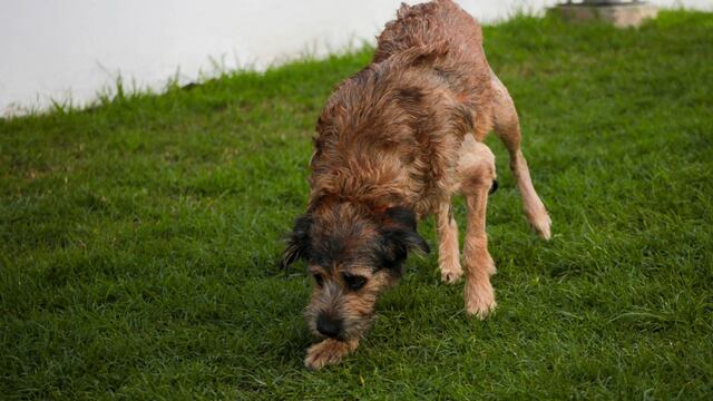 Sigue sin resolverse el caso de los perritos asesinados en Xochimilco