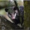 Conoce al ‘tlacuache’, el único marsupial mexicano