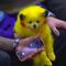 VIDEO: Perrito pintado como Pokémon desata la furia en internet; acusan maltrato