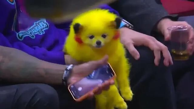 Perrito pintado como Pokémon