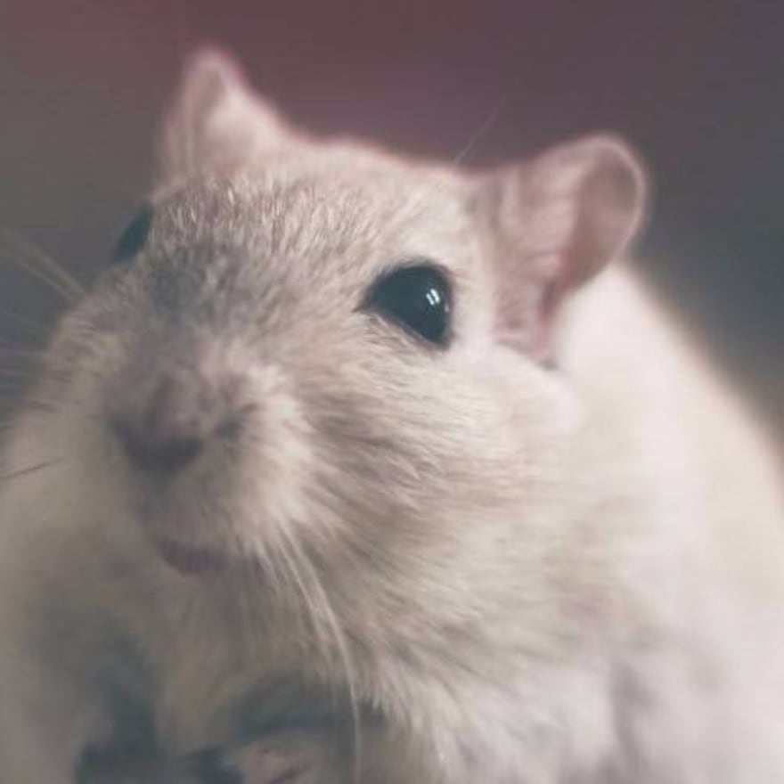 Mira los estragos que causó un pequeño ratón en vuelo comercial