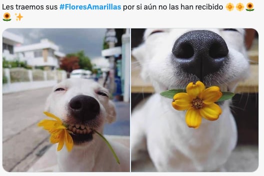 Los memes de las flores amarillas llegan este 21 de septiembre