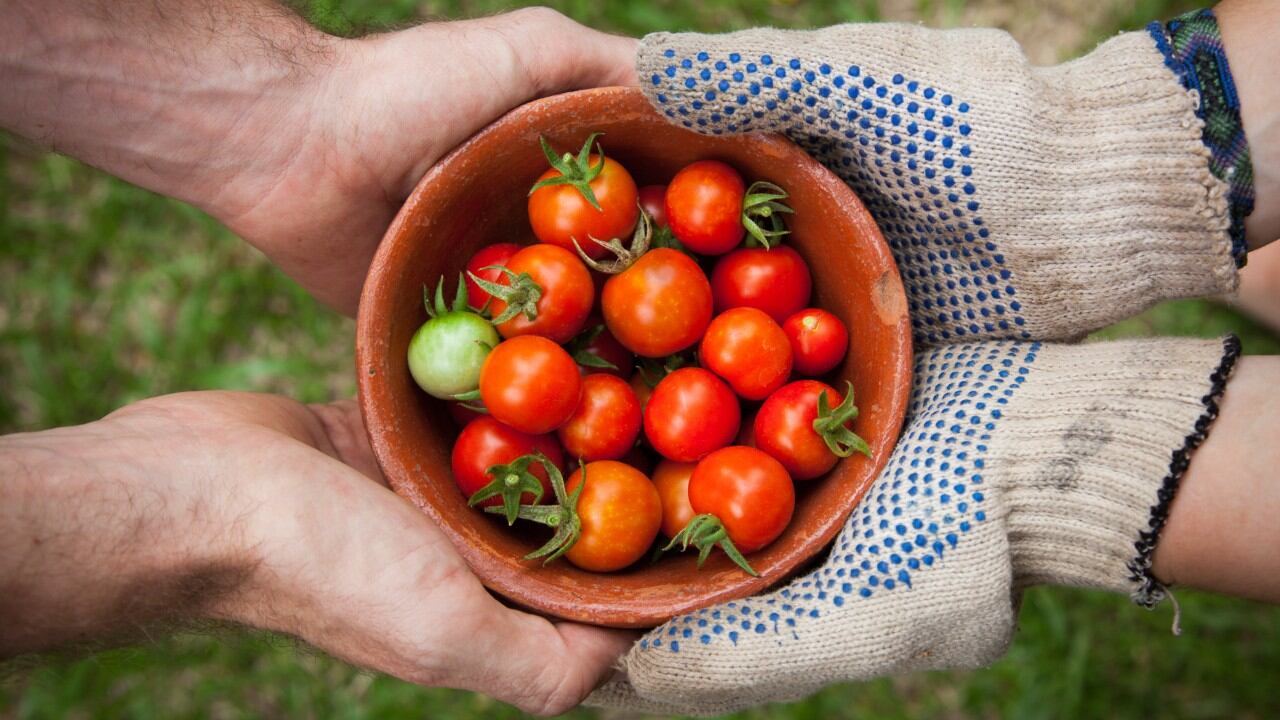 tomates