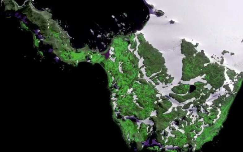 La Antártida se derrite: Cada vez es más común ver áreas verdes en lugar de hielo