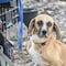 Mi perro tiembla como si tuviera frío: 5 causas para su comportamiento