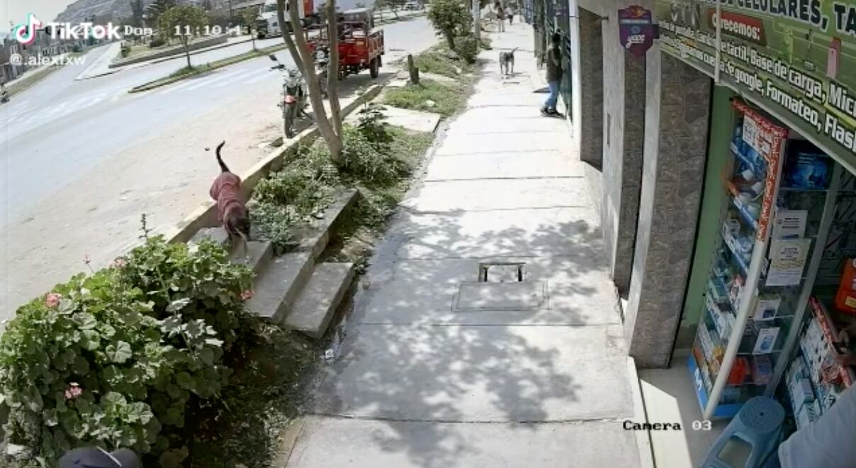 Perro que corre antes del accidente