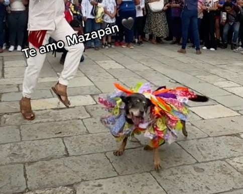 Perrito Mazapán en Guelaguetza 2022
