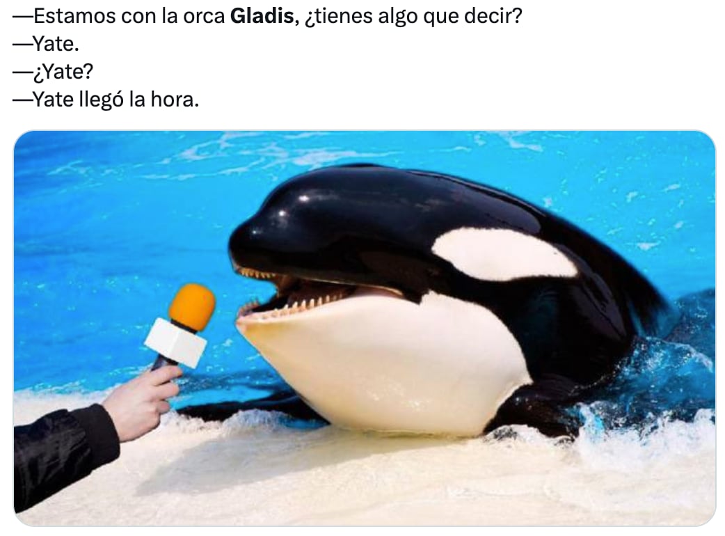 Memes de Gladis, la orca asesina