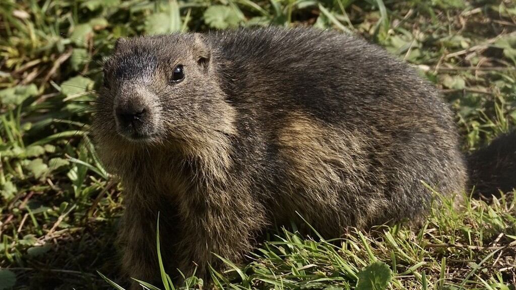 Marmota.