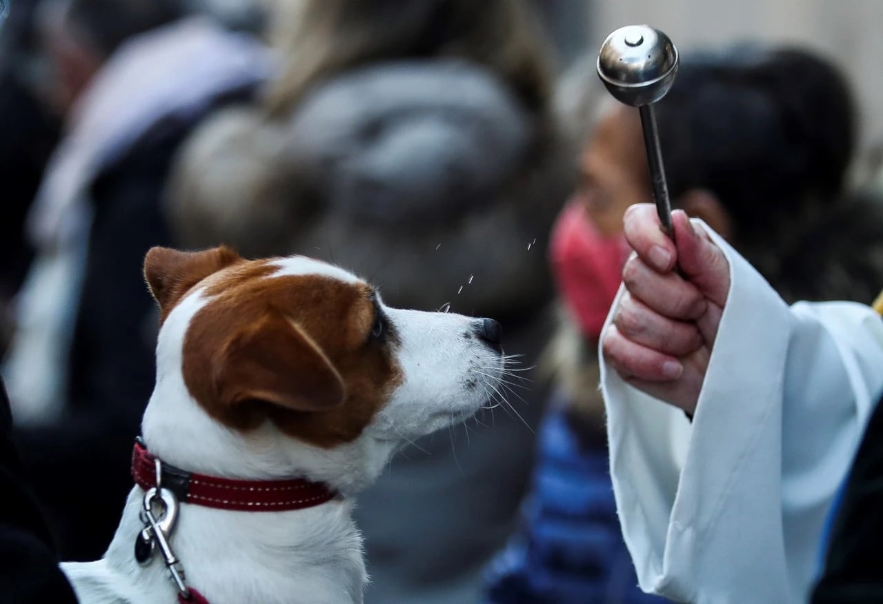 ¿Qué se celebra el 17 de enero? Hoy es el Día Mundial de la Selfie en los Museos y el Día Mundial de Bendecir a los Animales
