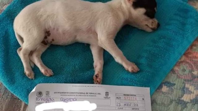 Perrito con daño cerebral por cohetes.