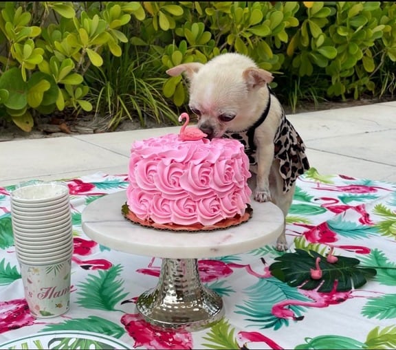 La historia de Bubbles en la vida de Sofia Vergara y Joe Manganiello