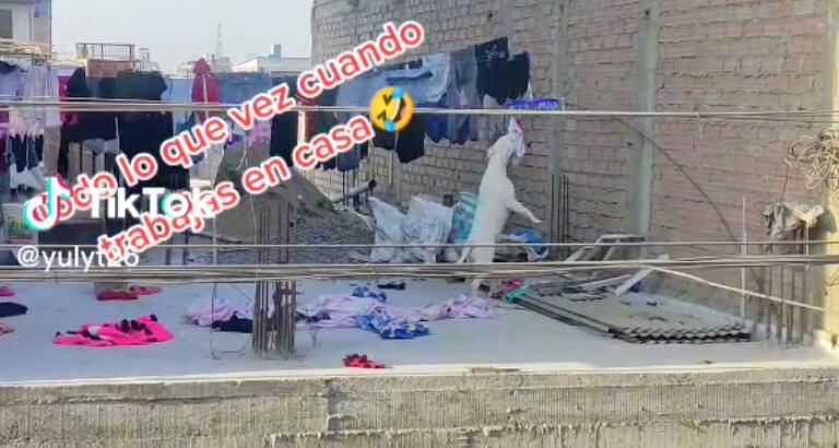 Perrito que descuelga la ropa