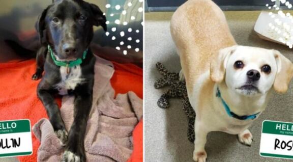 Perritos sobrevivientes del avión que se estrelló