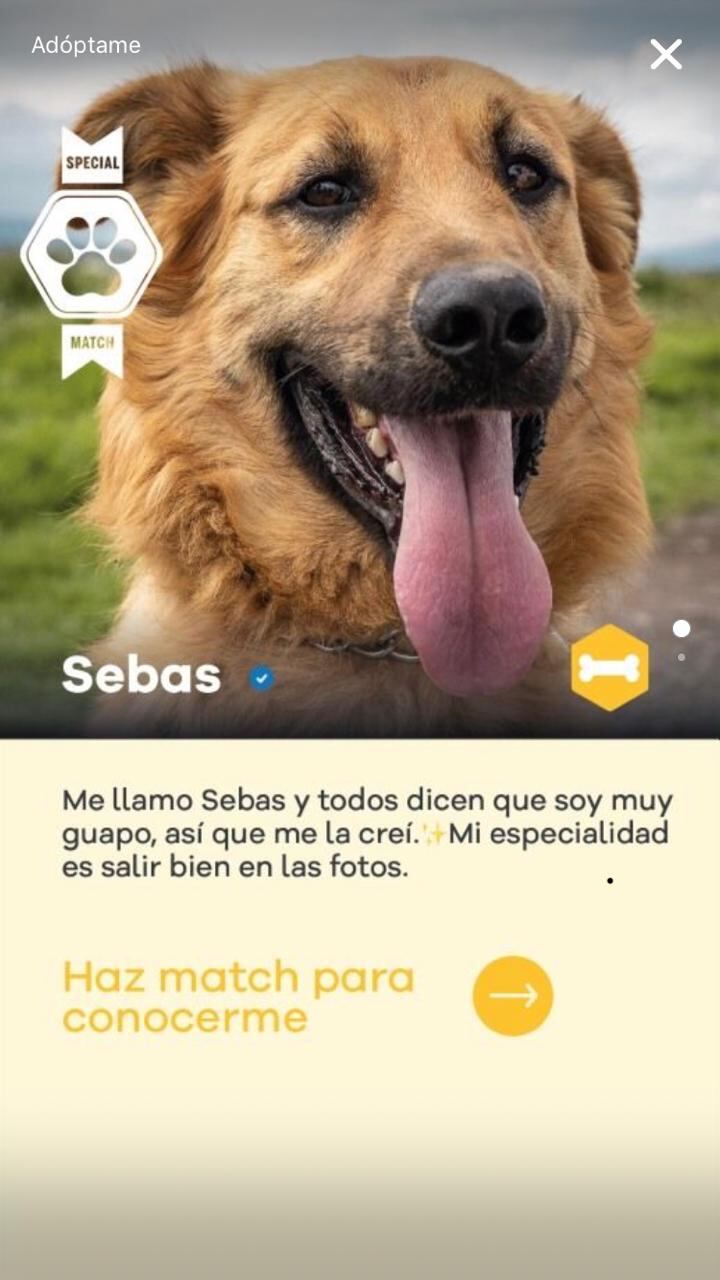 Sebas está en adopción
