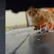 VIDEO: Sus gatos la dejan encerrada mientras le mostraba a TikTok un truco para que no le pasara eso