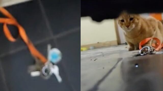 Un video de TikTok muestra cómo sus gatos la dejan encerrada