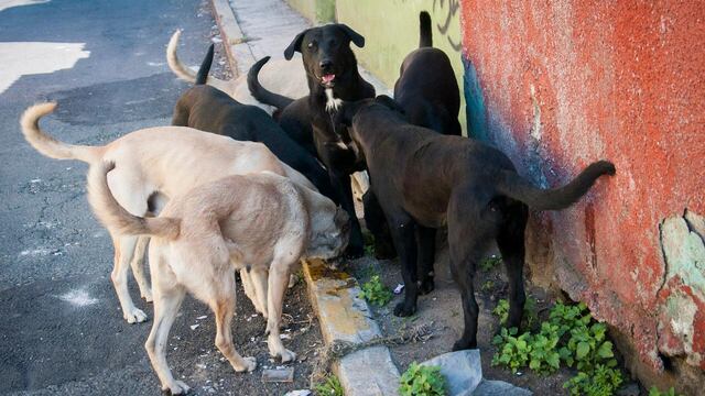 Perros callejeros.