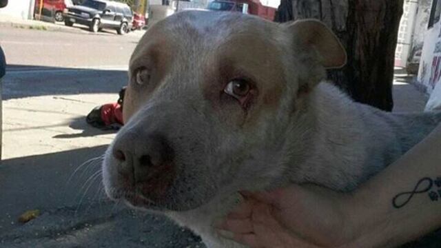 En Facebook, vecinos de la colonia Olivares, buscan un nuevo hogar para el perro de avanzada edad.