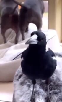 Cuervo ladra como perro