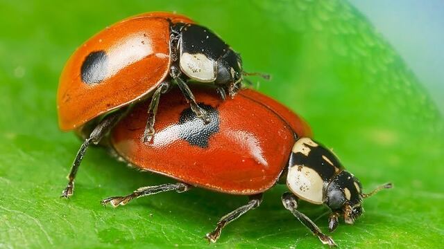 ¿Por qué aumenta el deseo sexual en primavera?