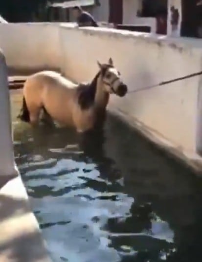 Caballos de Sergio Chávez, alcalde de Tonalá, se ejercitan en agua limpia
