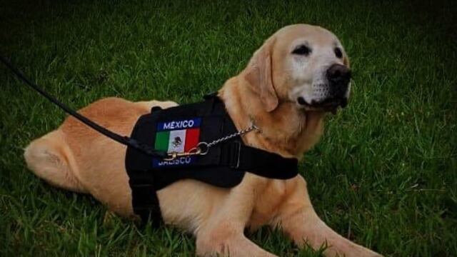 El perro murió en el retiro