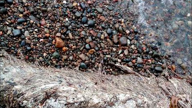 Restos de extraña criatura marina ponen de cabeza a investigadores