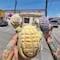 Crean la “conchaelote”, pan de dulce en forma de mazorca