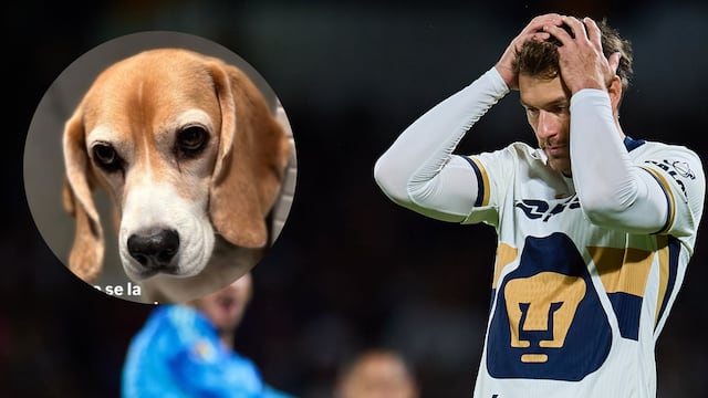 Aaron Ramsey y su familia no desisten en la búsqueda de su perrita