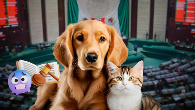 Ley de Bienestar Animal está congelada en la Cámara de Diputados, acusan.