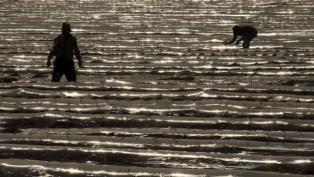 Jornaleros agrícolas