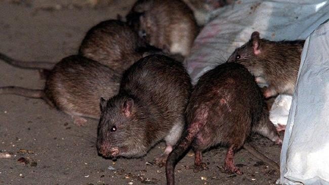 Ratas