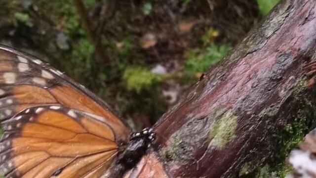 Santuarios de la Mariposa Monarca se cubren de nieve