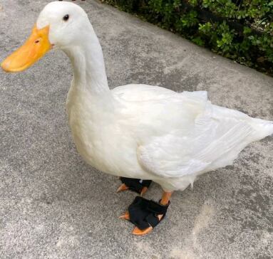 Waffle, la patita que vendía aguas