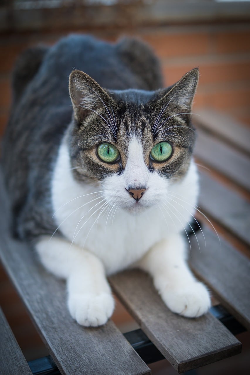 Día Internacional del Gato, beneficios