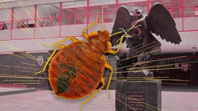 Reportan chinches en la Facultad de Derecho de la UNAM