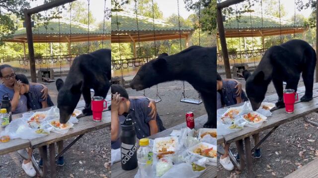 Oso en Chipinche roba tacos a familia