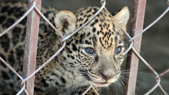Estos animales son fundamentales para mantener la calidad de vida en México y en el planeta.