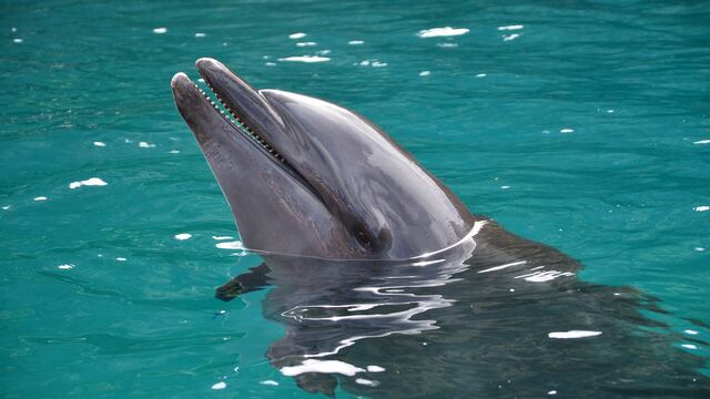 Delfines